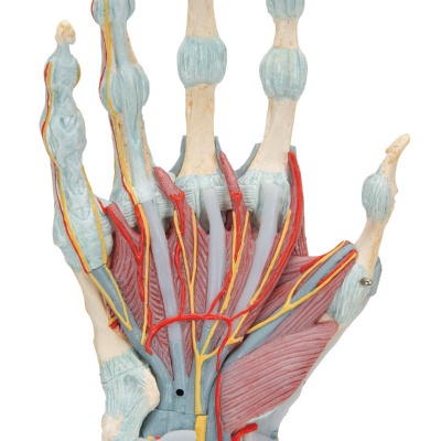 3B Scientific 4-Part Hand Skeleton Model with Ligaments and Muscles
